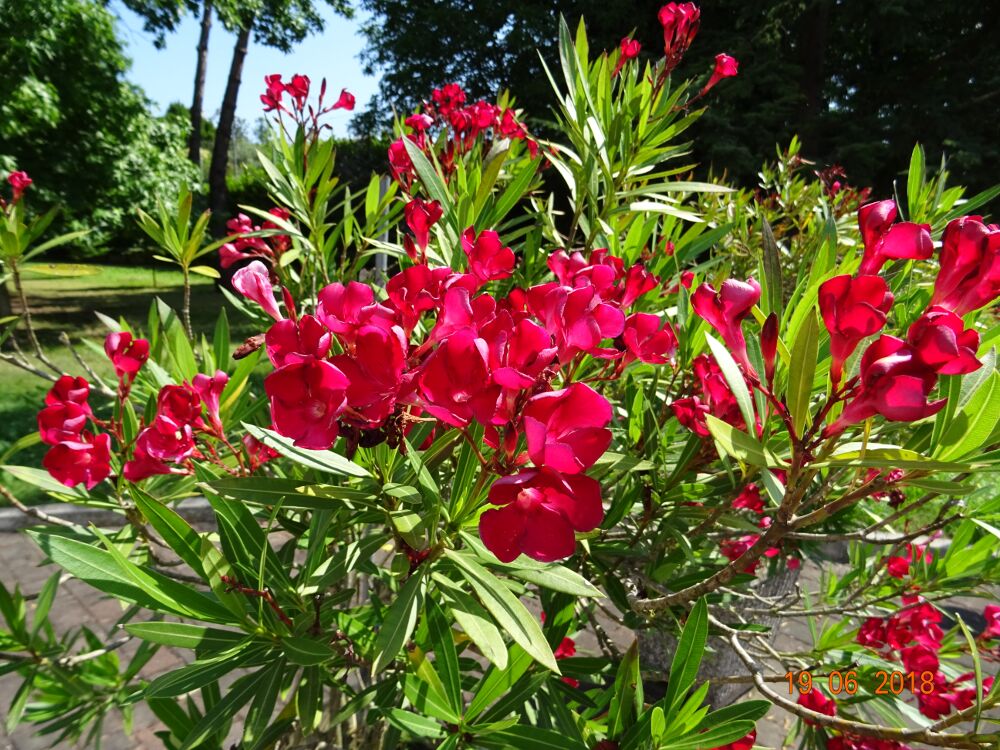 Oleandro con fiori rossi.jpg